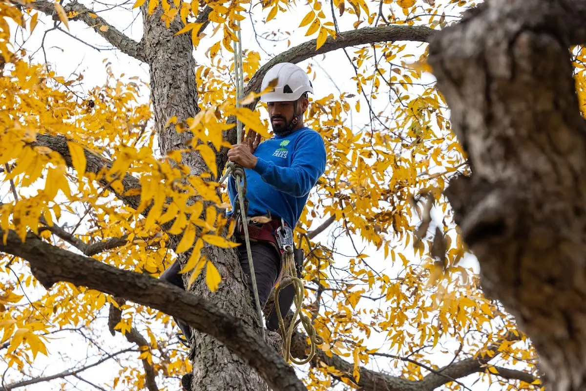 Skilled Tree Transplanting crew working in Bringhurst